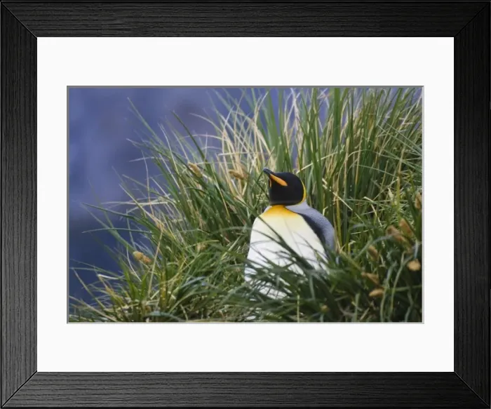 Framed Print : King Penguin (Aptenodytes patagonicus) in the grass, Gold Harbor, South Georgia Framed Print : King Penguin (Aptenodytes patagonicus) in the grass, Gold Harbor, South Georgia