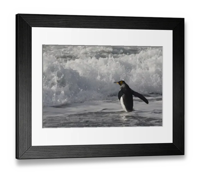 Framed Print : King Penguin (Aptenodytes patagonicus) on the beach, Gold Harbor, South Georgia Framed Print : King Penguin (Aptenodytes patagonicus) on the beach, Gold Harbor, South Georgia