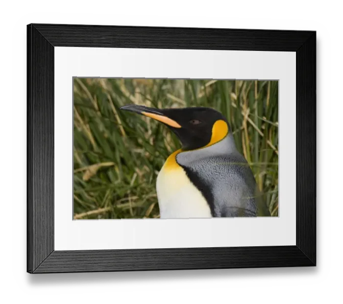 Framed Print : Antarctic, Sub Antarctic Island