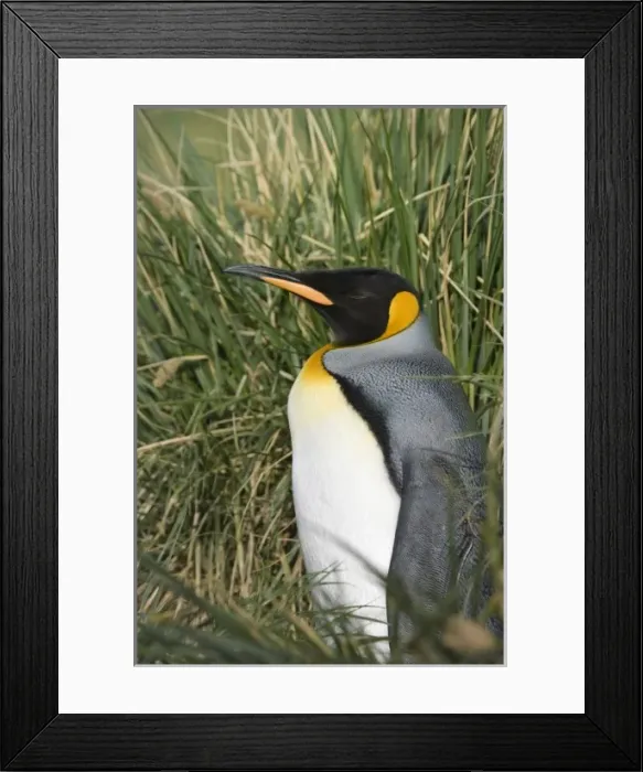 Framed Print : Antarctic, Sub Antarctic Island