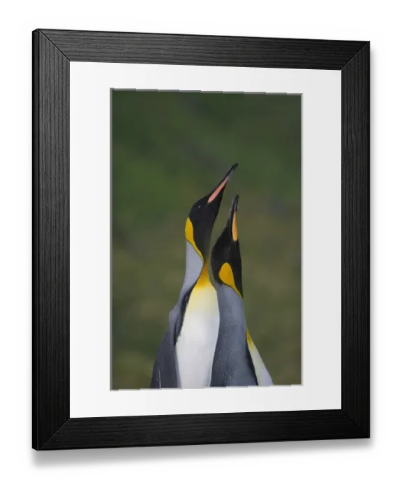 Framed Print : King Penguin (Aptenodytes patagonicus), Gold Harbor, South Georgia, Antarctica Framed Print : King Penguin (Aptenodytes patagonicus), Gold Harbor, South Georgia, Antarctica