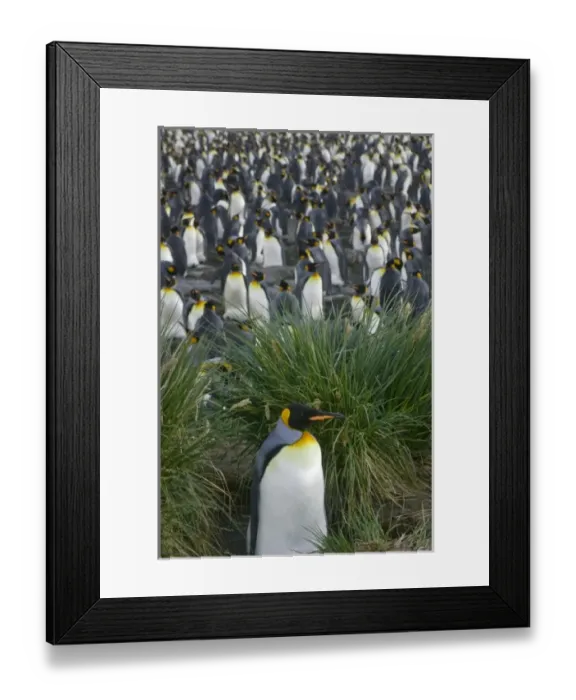 Framed Print : King Penguin (Aptenodytes patagonicus), Gold Harbor, South Georgia, Antarctica