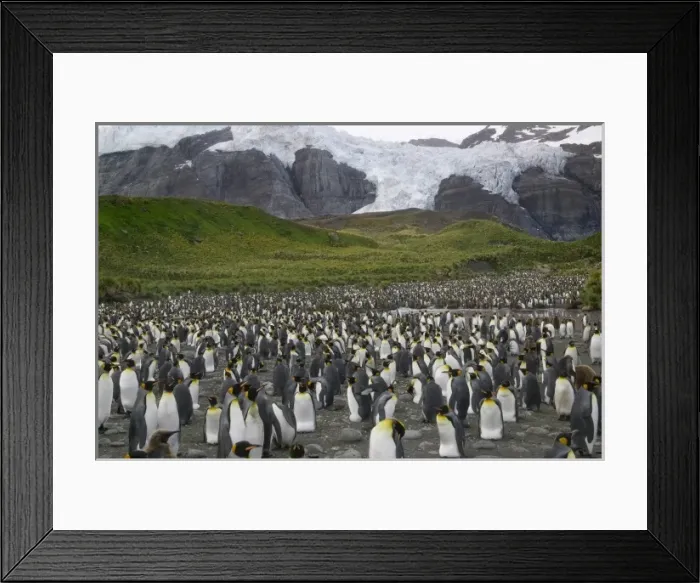 Framed Print : King Penguin (Aptenodytes patagonicus), Gold Harbor, South Georgia, Antarctica Framed Print : King Penguin (Aptenodytes patagonicus), Gold Harbor, South Georgia, Antarctica