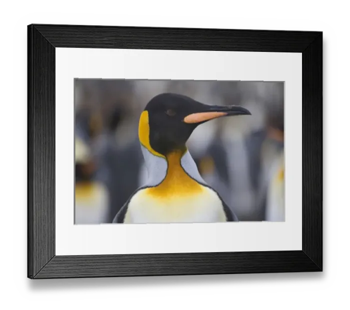 Framed Print : Antarctic, Sub Antarctic Island Framed Print : Antarctic, Sub Antarctic Island