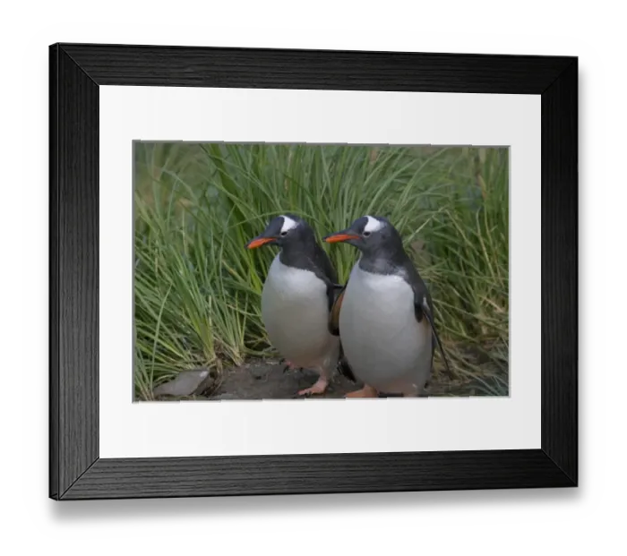 Framed Print : Gentoo Penguin (Pygoscelis papua) in the grass, Cooper Baby, South Georgia, Antarctica Framed Print : Gentoo Penguin (Pygoscelis papua) in the grass, Cooper Baby, South Georgia, Antarctica
