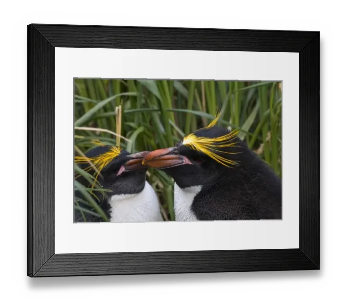 Framed Print : Antarctic, Sub Antarctic Island Framed Print : Antarctic, Sub Antarctic Island