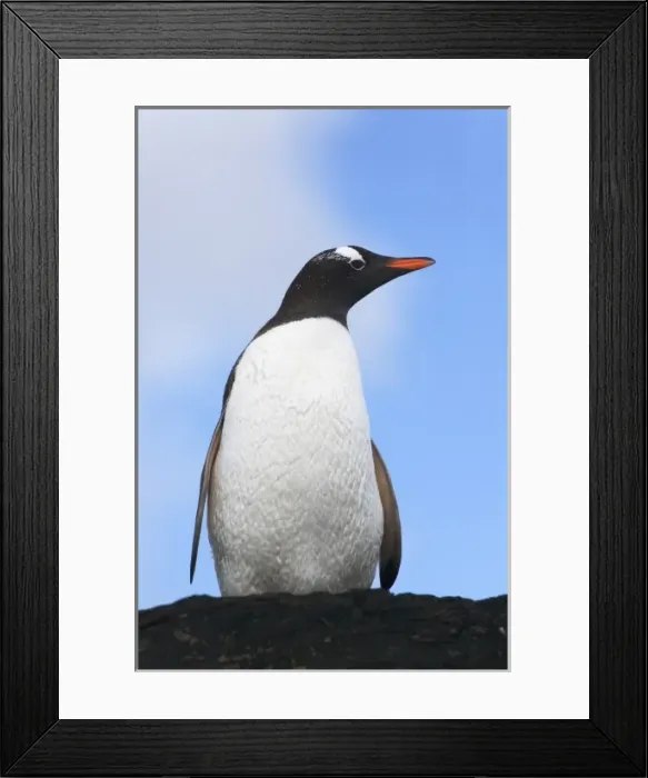 Framed Print : Gentoo Penguin (Pygoscelis papua), Cooper Baby, South Georgia, Antarctica Framed Print : Gentoo Penguin (Pygoscelis papua), Cooper Baby, South Georgia, Antarctica