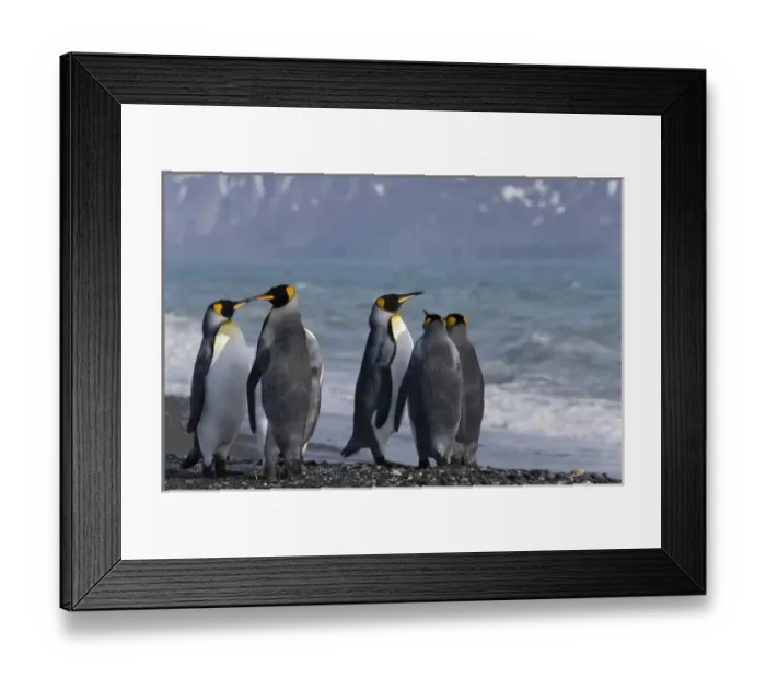 Framed Print : King Penguin (Aptenodytes patagonicus) on the beach, Salisbury Plain, South Georgia Framed Print : King Penguin (Aptenodytes patagonicus) on the beach, Salisbury Plain, South Georgia