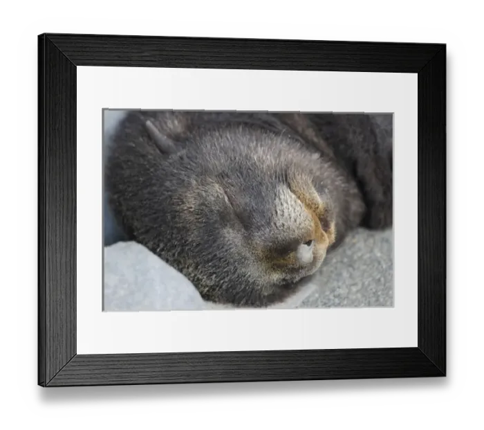 Framed Print : Antarctic Fur Seal (Arctocephalus gazella) cub sleeping, Salisbury Plain, South Georgia