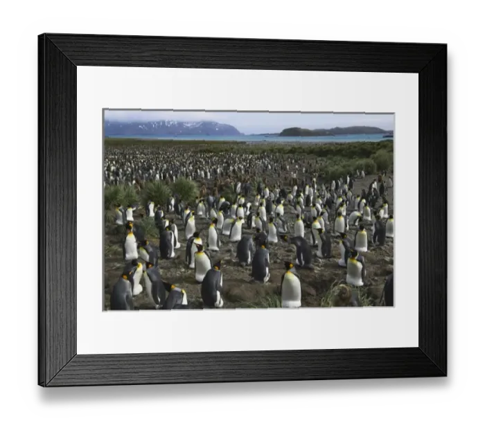 Framed Print : King Penguin (Aptenodytes patagonicus), Salisbury Plain, South Georgia, Antarctica Framed Print : King Penguin (Aptenodytes patagonicus), Salisbury Plain, South Georgia, Antarctica