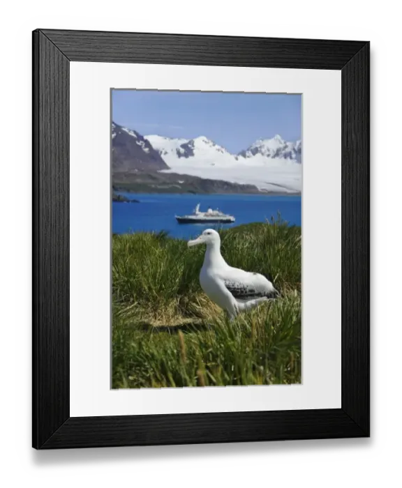 Framed Print : Snowy Wandering Abatross (D. e. exulans) on Prion Island, tourist boat in the distance Framed Print : Snowy Wandering Abatross (D. e. exulans) on Prion Island, tourist boat in the distance