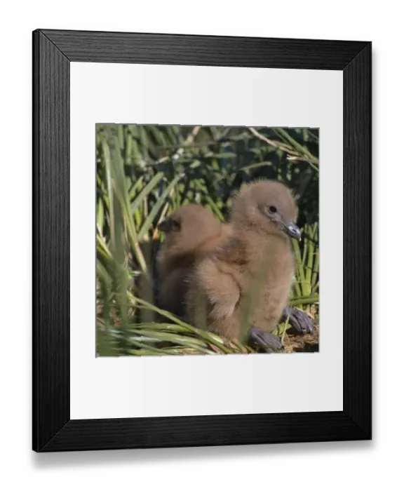 Framed Print : Snowy Wandering Abatross (D. e. exulans) chick in the grass, Prion Island, South Georgia Framed Print : Snowy Wandering Abatross (D. e. exulans) chick in the grass, Prion Island, South Georgia