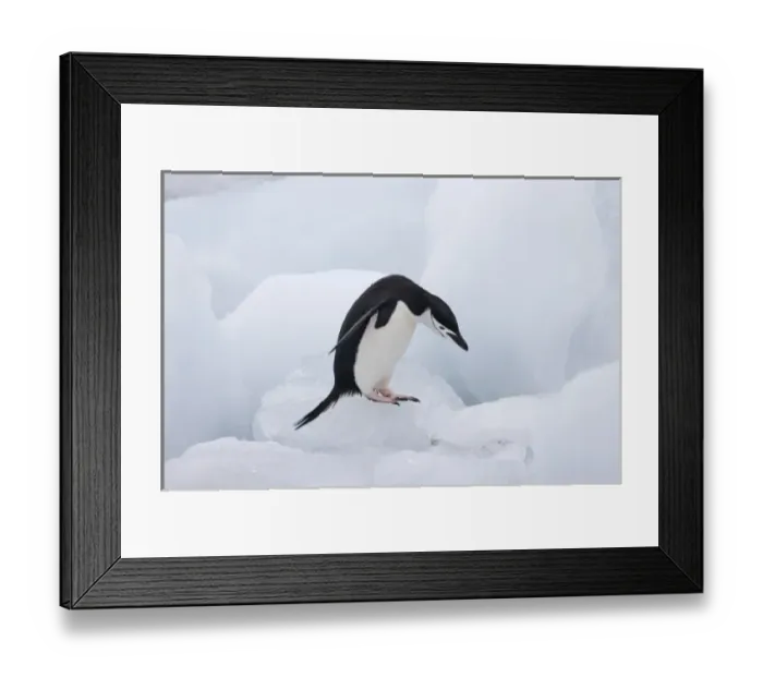 Framed Print : Chinstrap Penguin (Pygoscelis antarcticus) jumping on ice, South Orkney Islands Framed Print : Chinstrap Penguin (Pygoscelis antarcticus) jumping on ice, South Orkney Islands