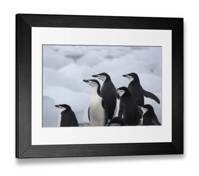 Framed Print : Chinstrap Penguins (Pygoscelis antarcticus) on ice, South Orkney Islands, Antarctica