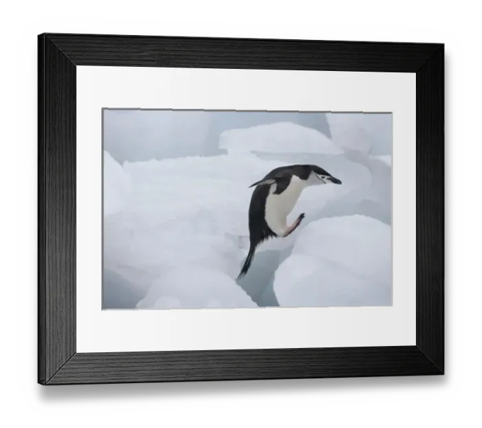 Framed Print : Chinstrap Penguin (Pygoscelis antarcticus) jumping on ice, South Orkney Islands