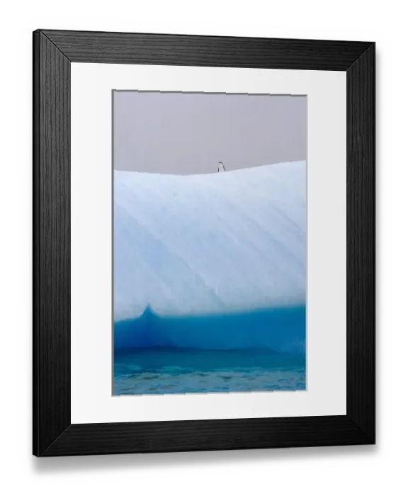Framed Print : Chinstrap Penguins (Pygoscelis antarcticus) on iceberg, South Orkney Islands, Antarctica
