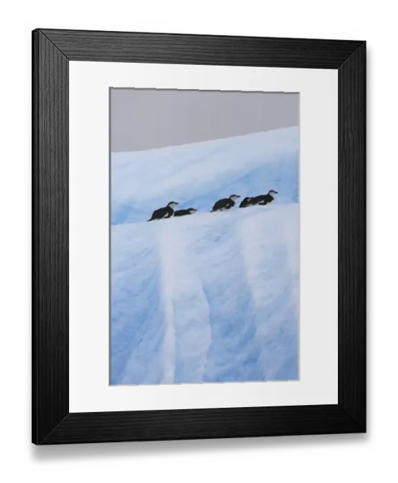 Framed Print : Chinstrap Penguins (Pygoscelis antarcticus) on iceberg, South Orkney Islands, Antarctica Framed Print : Chinstrap Penguins (Pygoscelis antarcticus) on iceberg, South Orkney Islands, Antarctica
