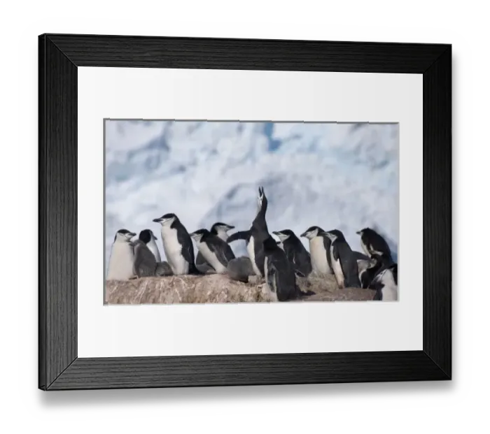 Framed Print : Chinstrap Penguins (Pygoscelis antarcticus) on Elephant Island, Antarctica