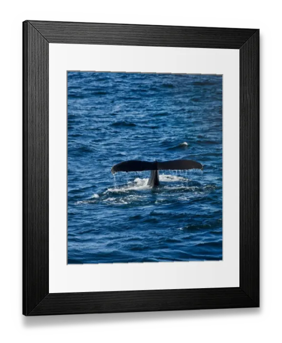 Framed Print : Humpback Whale (Megaptera novaeangliae) in the ocean, Antarctica Framed Print : Humpback Whale (Megaptera novaeangliae) in the ocean, Antarctica