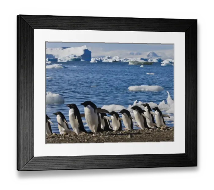 Framed Print : Adelie Penguin (Pygoscelis adeliae) on the beach, Devil Island, Antarctica Framed Print : Adelie Penguin (Pygoscelis adeliae) on the beach, Devil Island, Antarctica