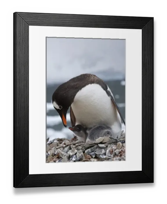 Framed Print : Gentoo Penguin (Pygoscelis papua), mother with chick, Neko Harbor, Antarctica