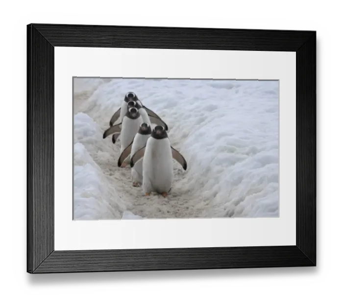 Framed Print : Gentoo Penguin (Pygoscelis papua) on ice, Neko Harbor, Antarctica
