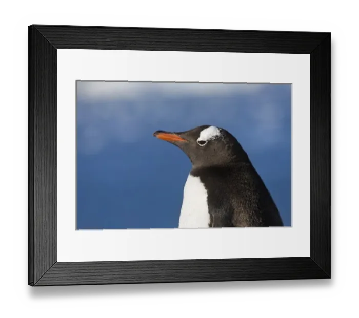 Framed Print : Gentoo Penguin (Pygoscelis papua), Neko Harbor, Antarctica