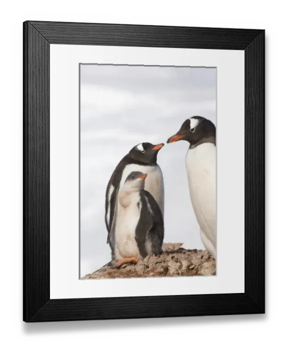 Framed Print : Antarctic, Sub Antarctic Island