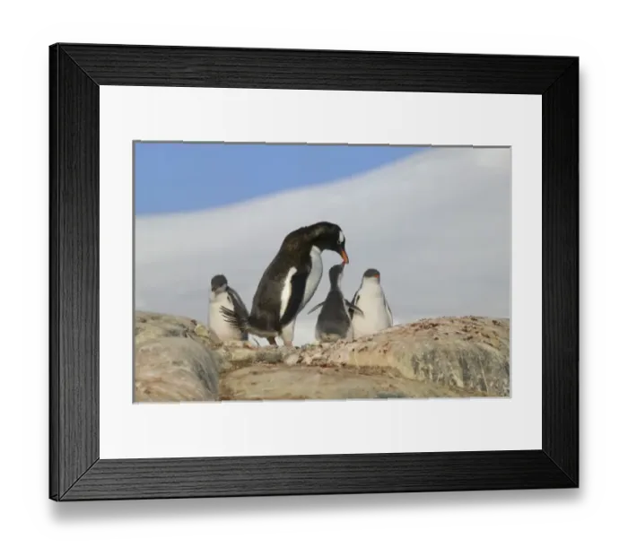 Framed Print : Antarctic, Sub Antarctic Island Framed Print : Antarctic, Sub Antarctic Island