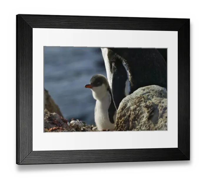 Framed Print : Gentoo Penguin (Pygoscelis papua), mother with chicks, Dorian Bay, Antarctica Framed Print : Gentoo Penguin (Pygoscelis papua), mother with chicks, Dorian Bay, Antarctica