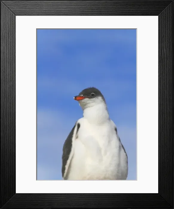 Framed Print : Gentoo Penguin (Pygoscelis papua) chicks, Dorian Bay, Antarctica Framed Print : Gentoo Penguin (Pygoscelis papua) chicks, Dorian Bay, Antarctica