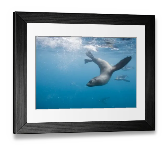 Framed Print : Antarctica, South Georgia Island (UK), Underwater view of Antarctic Fur Seal (Arctocephalus