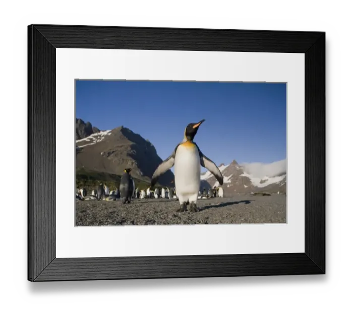 Framed Print : Antarctica, South Georgia Island (UK), King Penguin (Aptenodytes patagonicus) standing