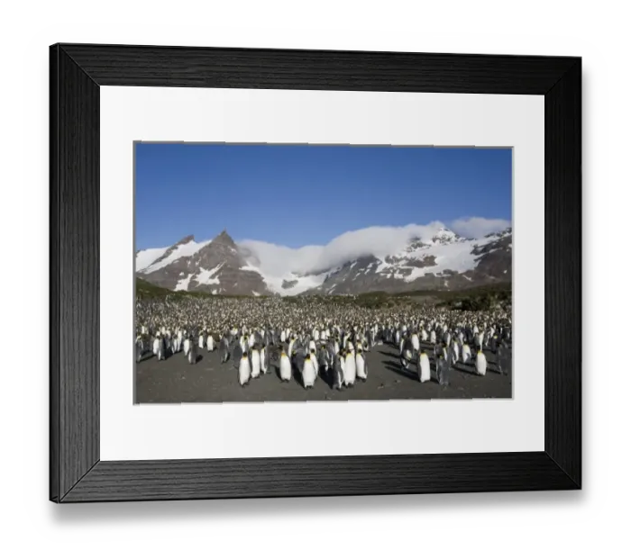 Framed Print : Antarctica, South Georgia Island (UK), King Penguins (Aptenodytes patagonicus) standing Framed Print : Antarctica, South Georgia Island (UK), King Penguins (Aptenodytes patagonicus) standing
