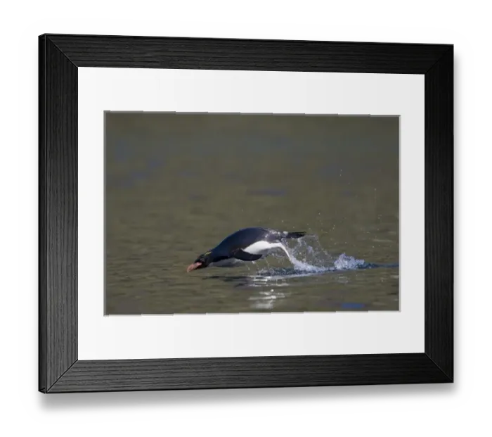 Framed Print : Antarctica, South Georgia Island (UK), Macaroni Penguins (Eudyptes chrysolophus) Framed Print : Antarctica, South Georgia Island (UK), Macaroni Penguins (Eudyptes chrysolophus)