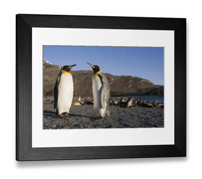 Framed Print : Antarctica, South Georgia Island (UK), King Penguins (Aptenodytes patagonicus) resting Framed Print : Antarctica, South Georgia Island (UK), King Penguins (Aptenodytes patagonicus) resting