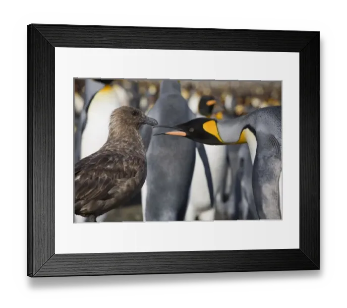 Framed Print : Antarctic, Sub Antarctic Island Framed Print : Antarctic, Sub Antarctic Island