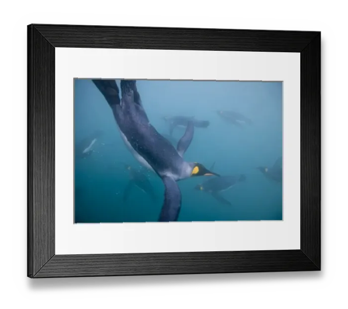 Framed Print : Antarctica, South Georgia Island (UK), Underwater view of King Penguins (Aptenodytes Framed Print : Antarctica, South Georgia Island (UK), Underwater view of King Penguins (Aptenodytes