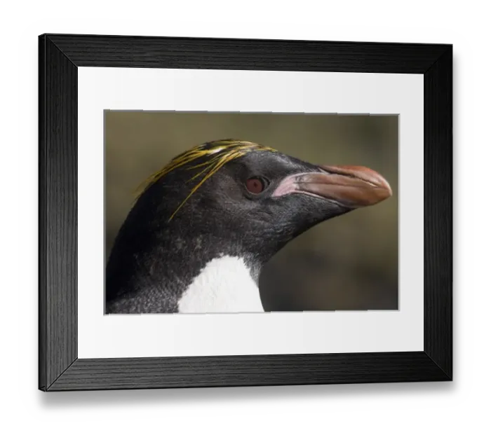 Framed Print : Antarctica, South Georgia Island (UK), Macaroni Penguins (Eudyptes chrysolophus)