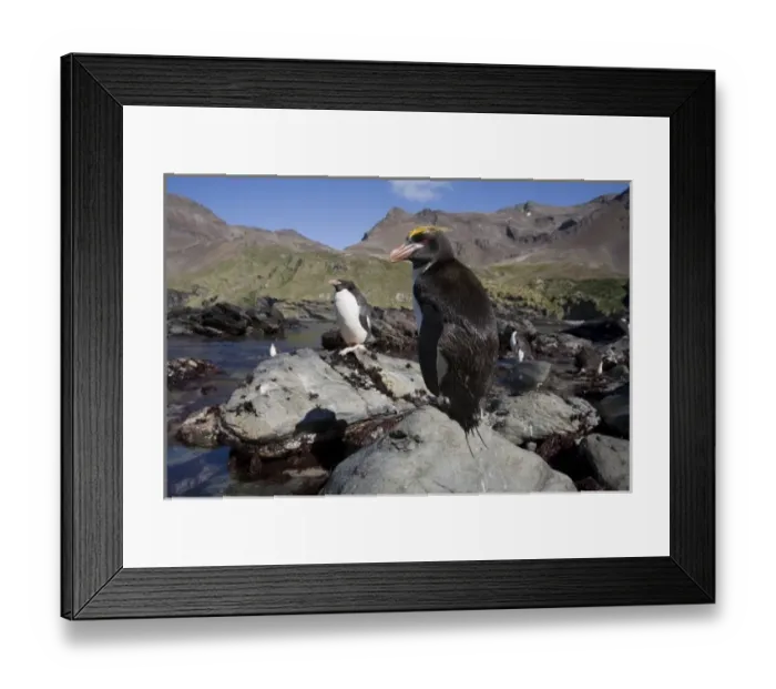 Framed Print : Antarctic, Sub Antarctic Island Framed Print : Antarctic, Sub Antarctic Island
