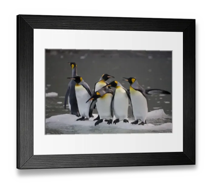 Framed Print : Antarctica, South Georgia Island (UK), King Penguins (Aptenodytes patagonicus) Framed Print : Antarctica, South Georgia Island (UK), King Penguins (Aptenodytes patagonicus)