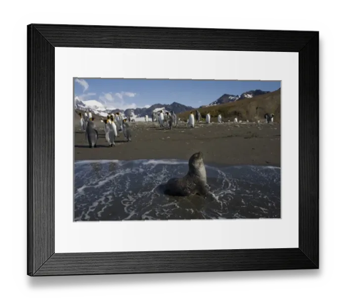 Framed Print : Antarctica, South Georgia Island (UK), Antarctic Fur Seal (Arctocephalus gazella) Framed Print : Antarctica, South Georgia Island (UK), Antarctic Fur Seal (Arctocephalus gazella)