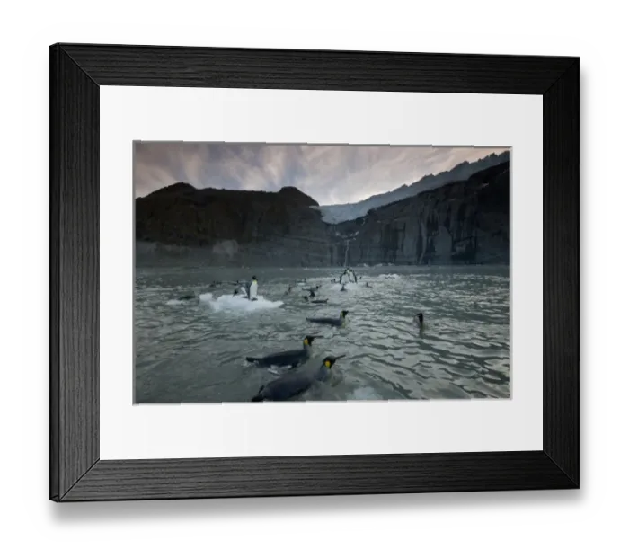 Framed Print : Antarctica, South Georgia Island (UK), King Penguins (Aptenodytes patagonicus) Framed Print : Antarctica, South Georgia Island (UK), King Penguins (Aptenodytes patagonicus)
