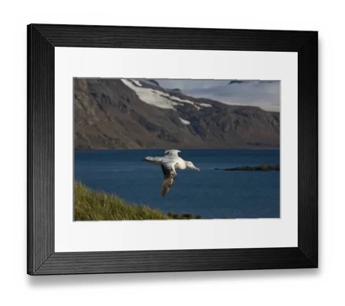 Framed Print : Antarctica, South Georgia Island (UK), Wandering Albatross (Diomedea exulans) spreading Framed Print : Antarctica, South Georgia Island (UK), Wandering Albatross (Diomedea exulans) spreading