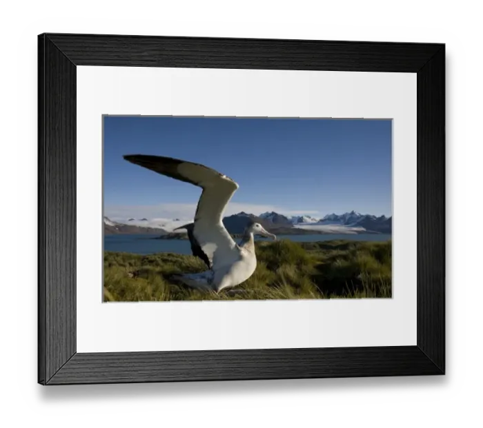 Framed Print : Antarctica, South Georgia Island (UK), Wandering Albatross (Diomedea exulans) spreading Framed Print : Antarctica, South Georgia Island (UK), Wandering Albatross (Diomedea exulans) spreading