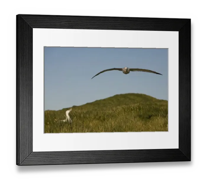 Framed Print : Antarctica, South Georgia Island (UK), Wandering Albatross (Diomedea exulans) spreading Framed Print : Antarctica, South Georgia Island (UK), Wandering Albatross (Diomedea exulans) spreading