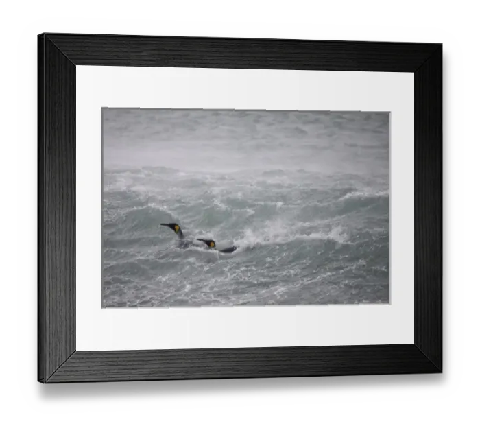 Framed Print : Antarctica, South Georgia Island (UK), King Penguins (Aptenodytes patagonicus) in Framed Print : Antarctica, South Georgia Island (UK), King Penguins (Aptenodytes patagonicus) in
