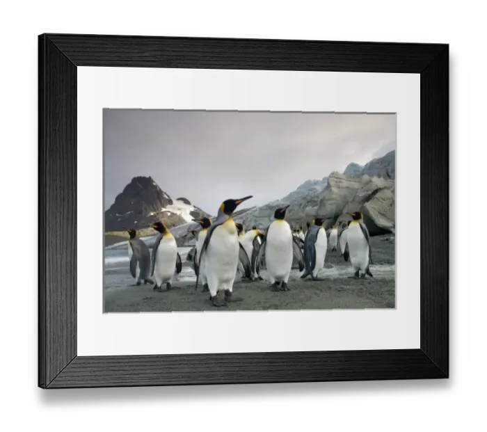 Framed Print : Antarctica, South Georgia Island (UK), King Penguins (Aptenodytes patagonicus)