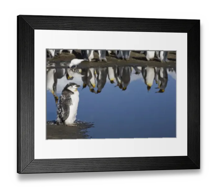 Framed Print : Antarctica, South Georgia Island (UK), Lone moulting Chinstrap Penguin (Pygoscelis