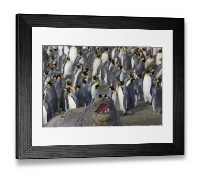 Framed Print : Antarctica, South Georgia Island (UK), Elephant Seal (Mirounga leonina) and King Penguins
